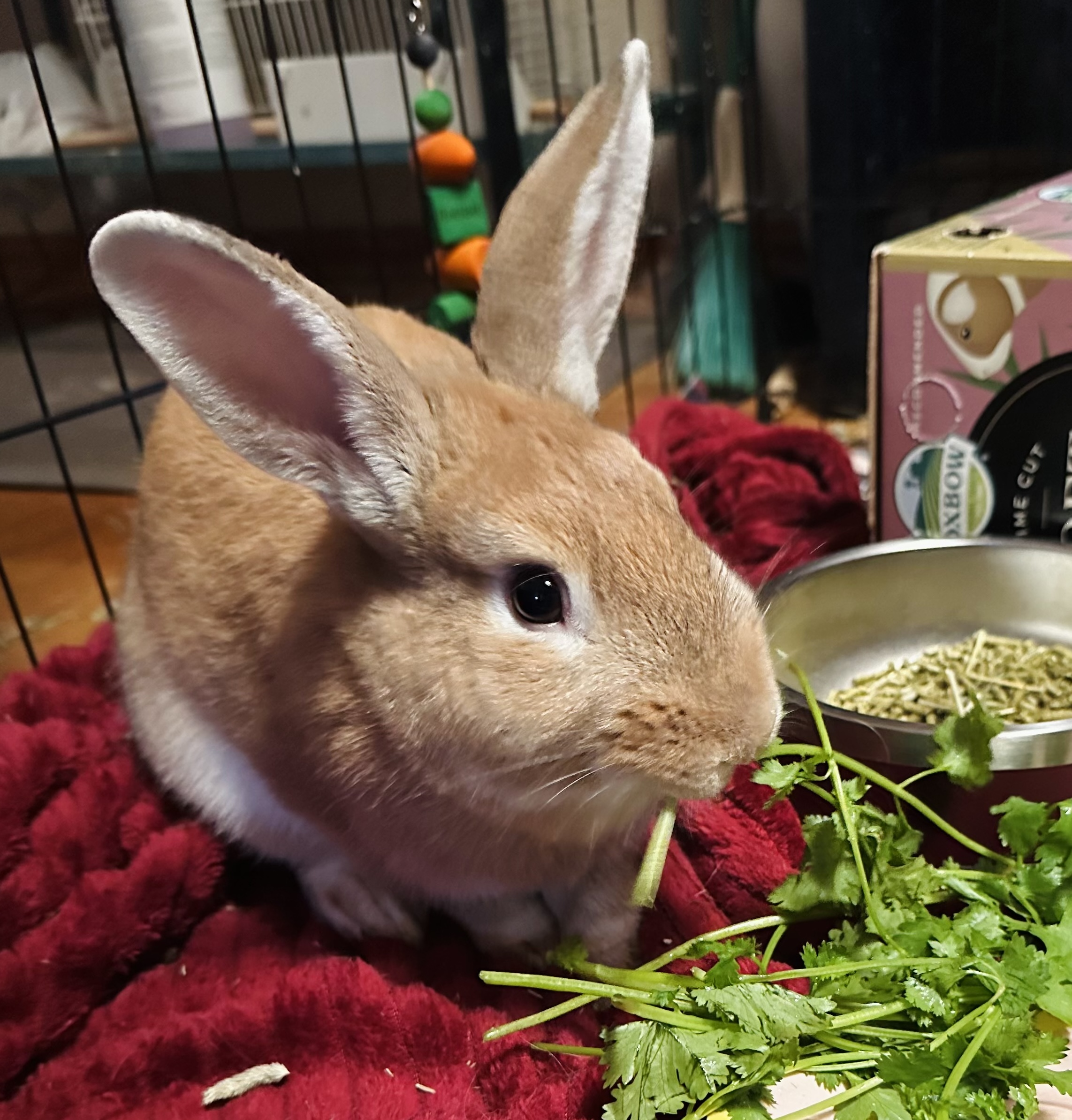 Thumper